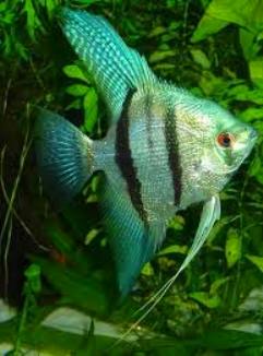 Angelfish - Pinoy Blue Zebra Pearlscale - Medium